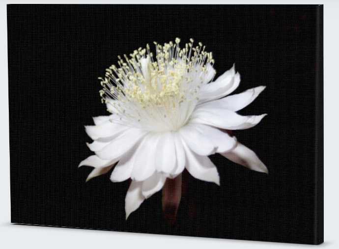 canvas flower print