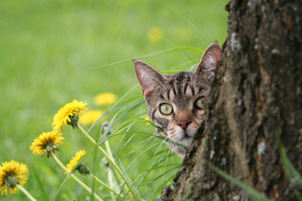 cat hide and seek