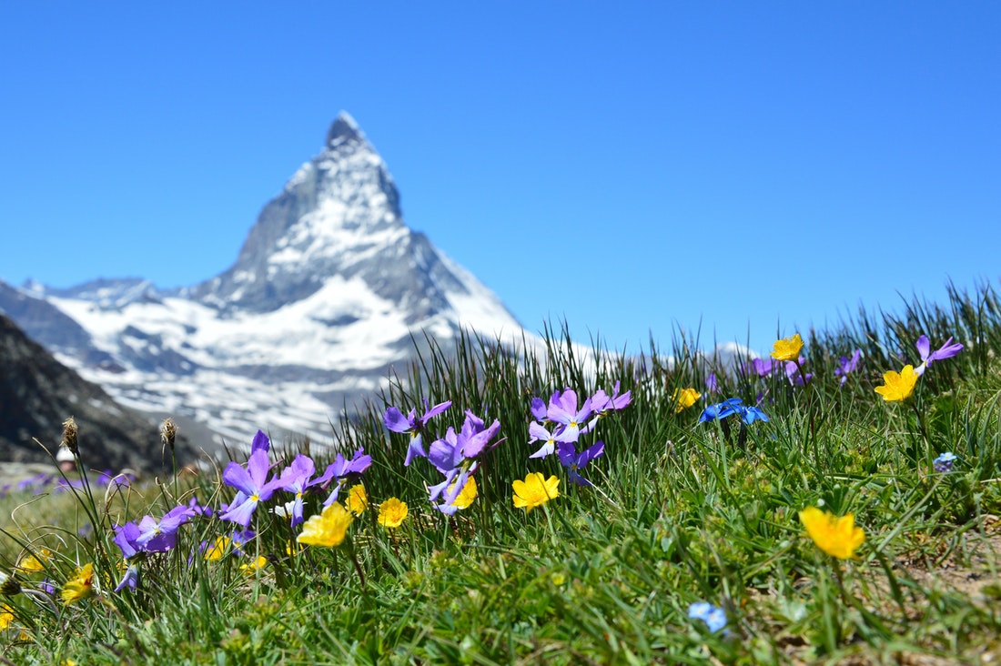 alpine flowers