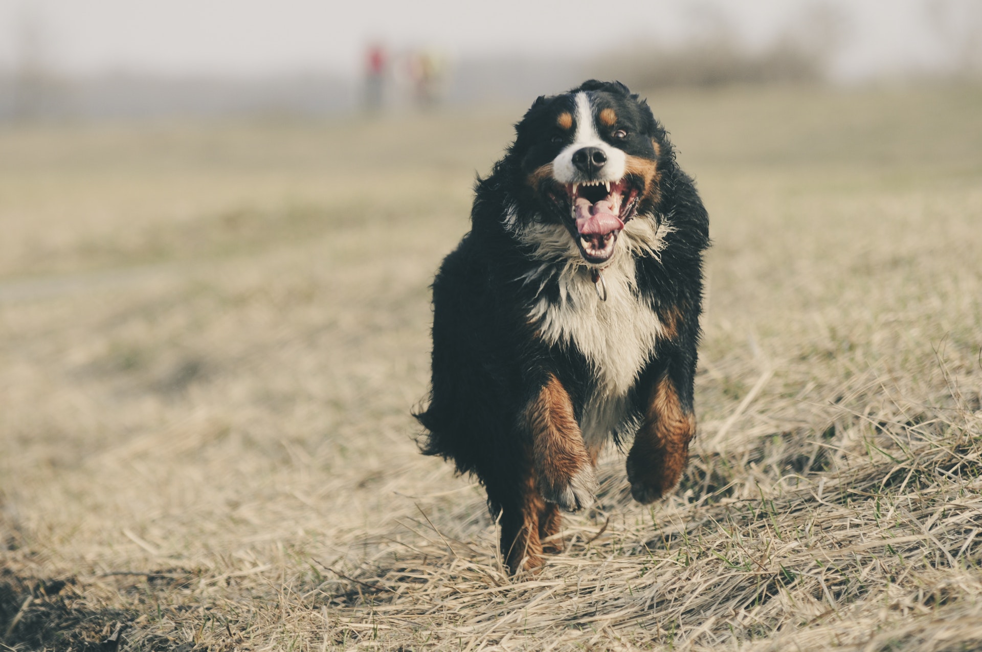 bernese dog running