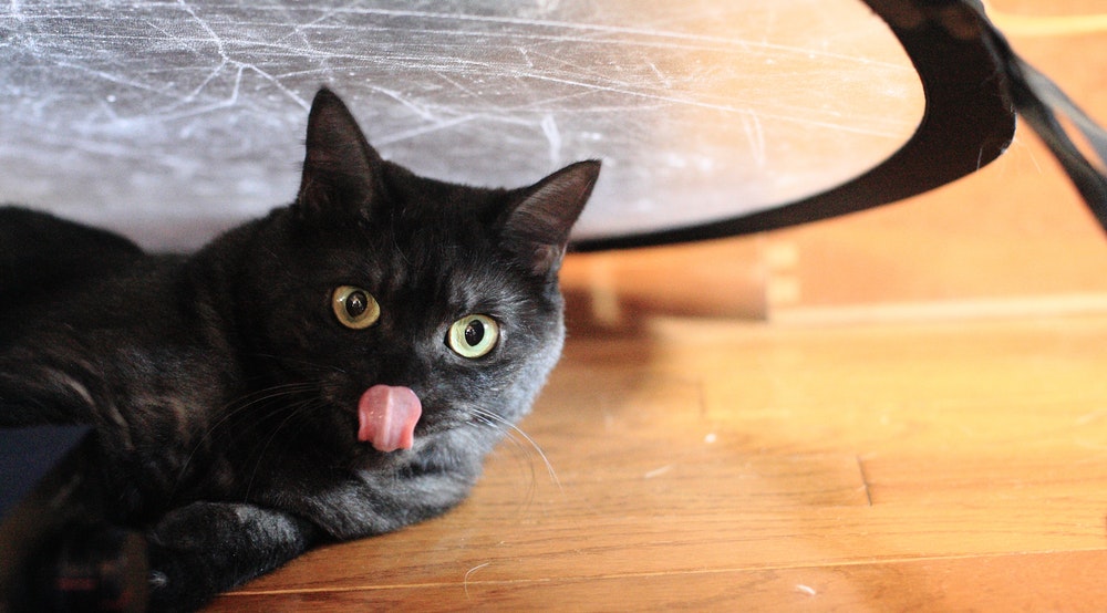 black cat
