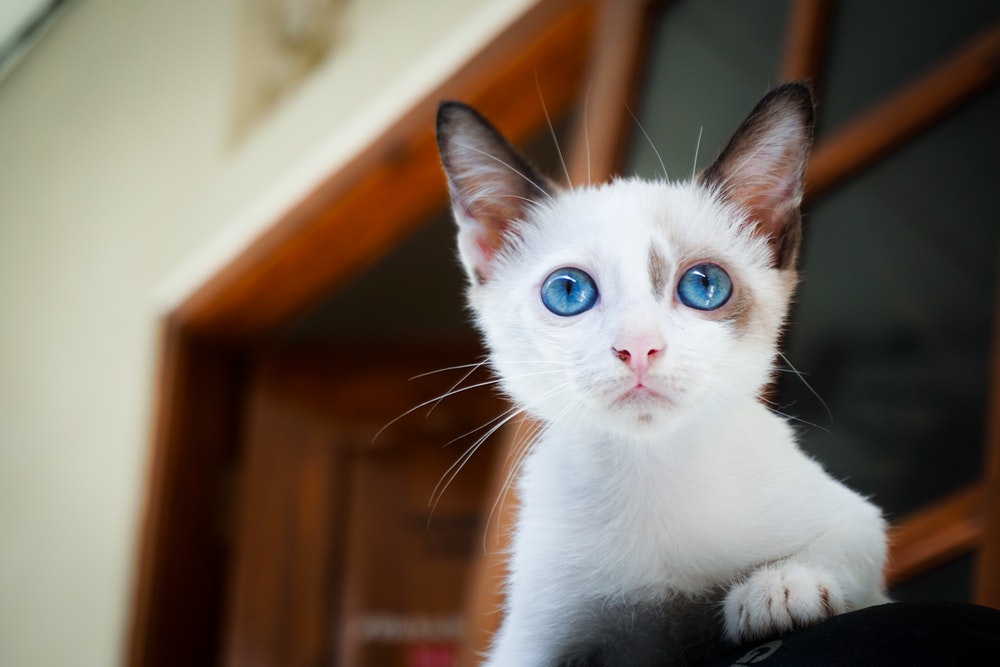 blue eyed kitten