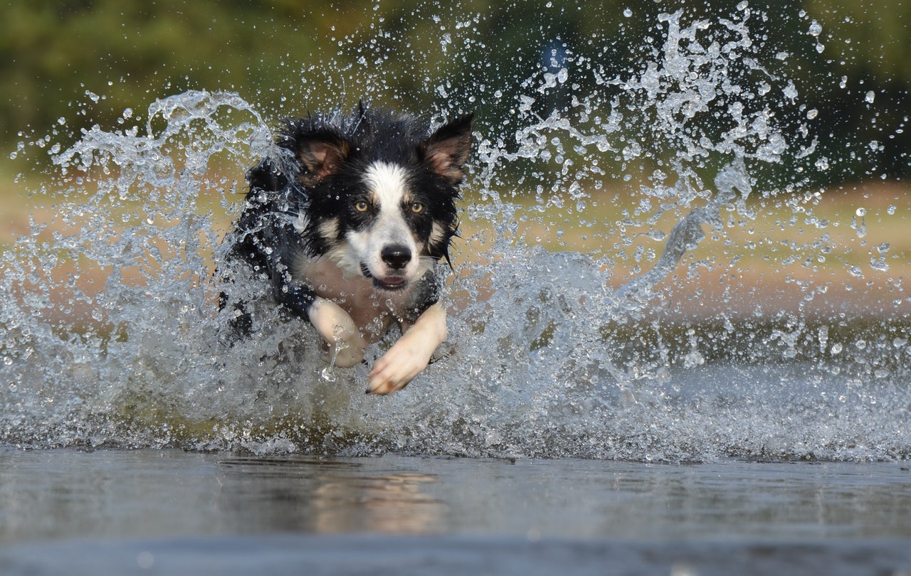 border collie water splash