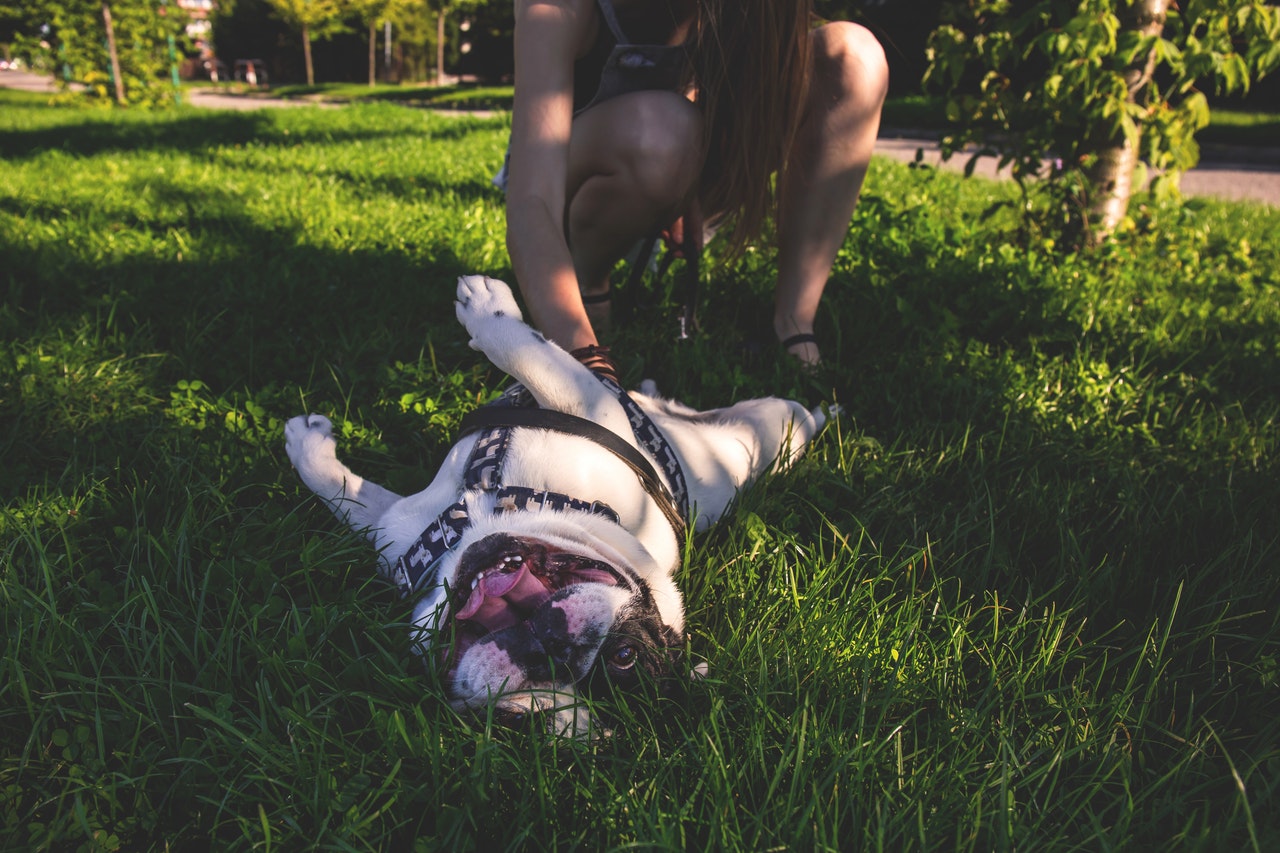 bulldog grass