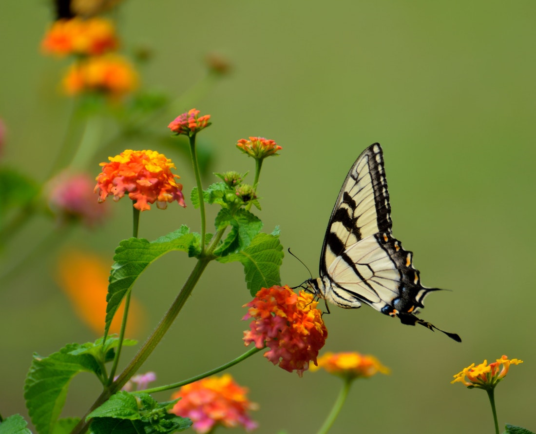 butterfly and flowers