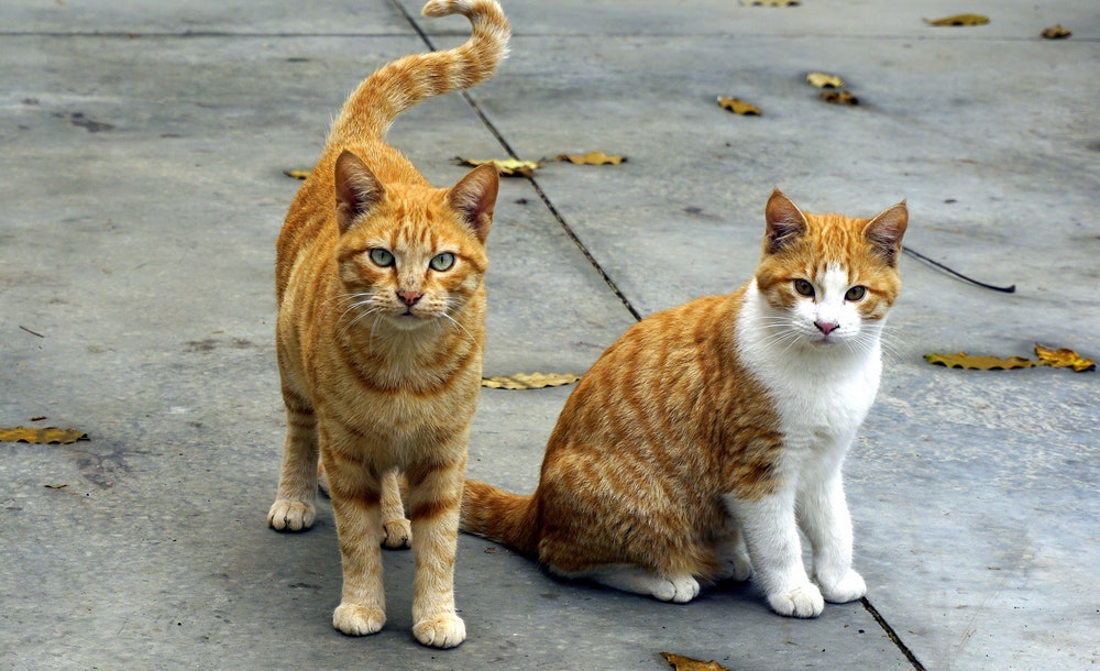 cat best friends