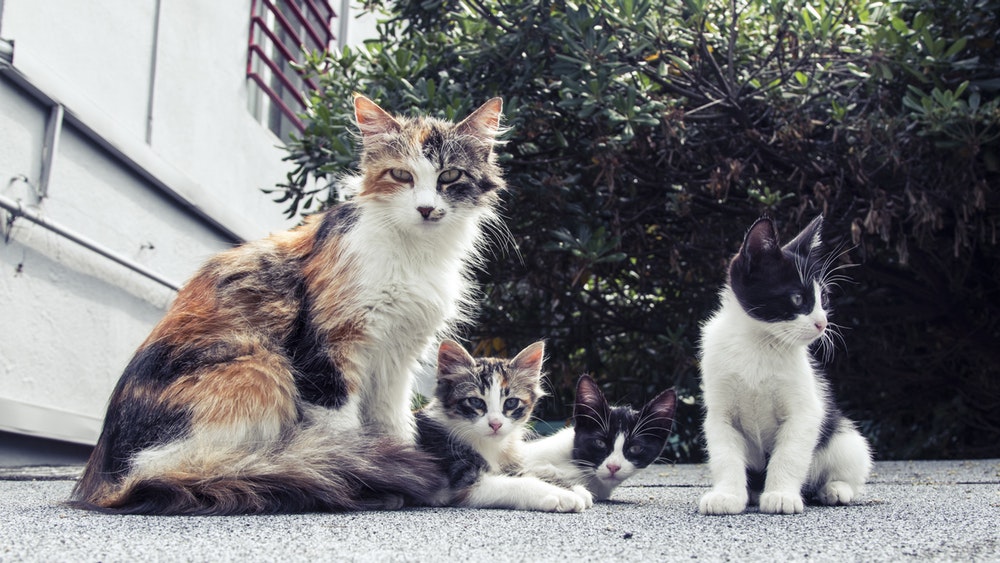 cat family
