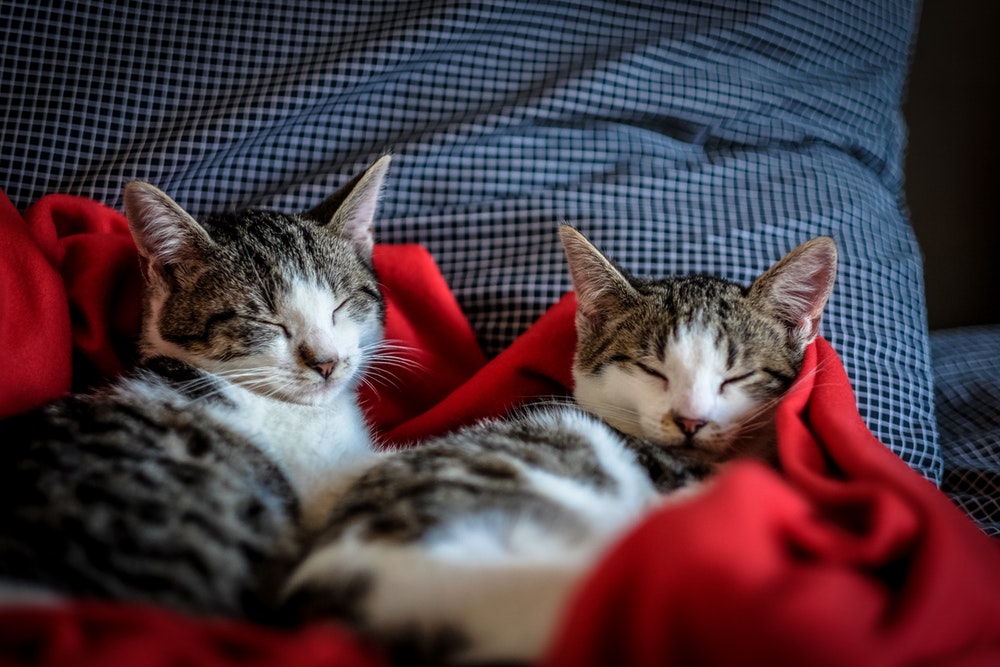 cat friends sleeping