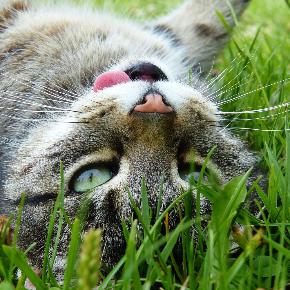 cat in grass