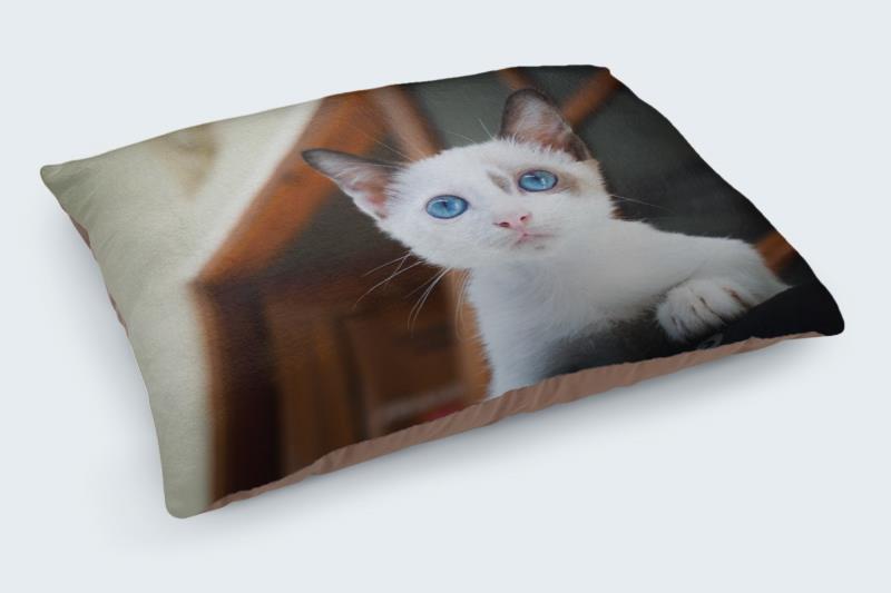 25 Cute Cat Pictures 51 25 Cute Cat Pictures 1