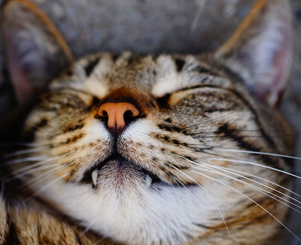 cat sleeping