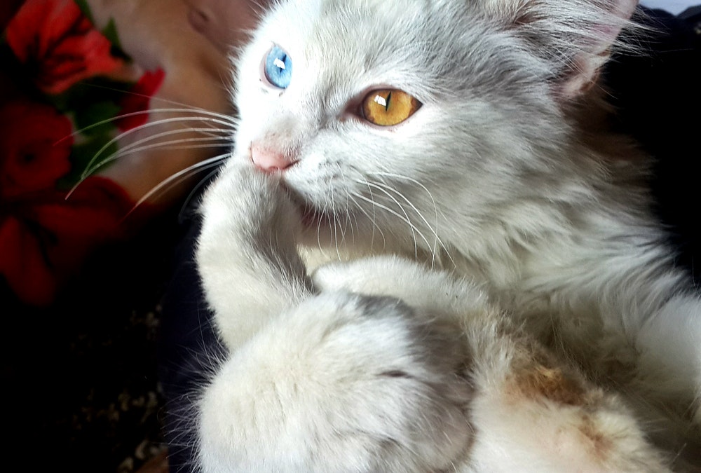 cat two different colored eyes