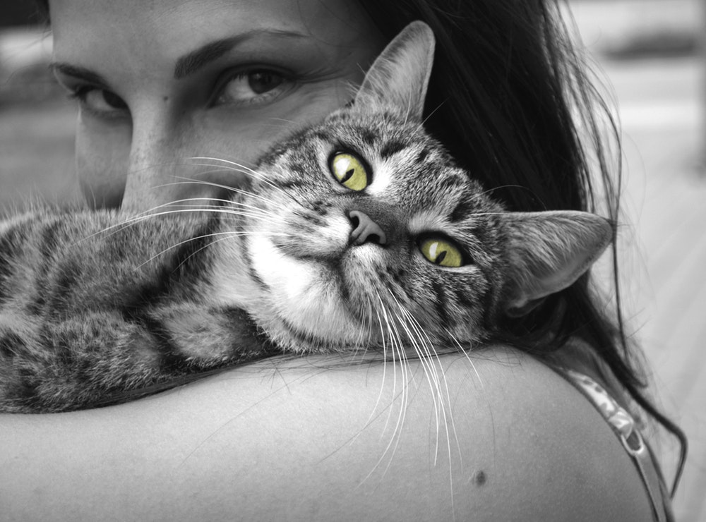 cute cat