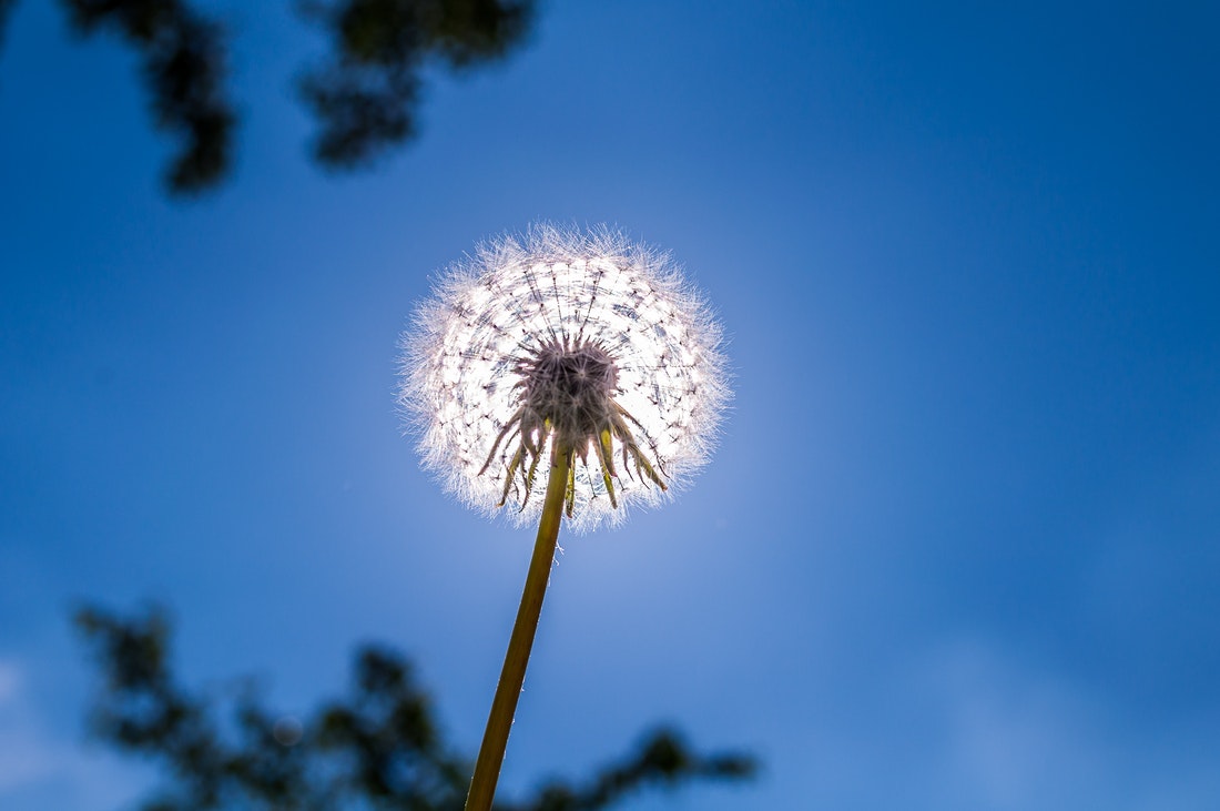 dandelion