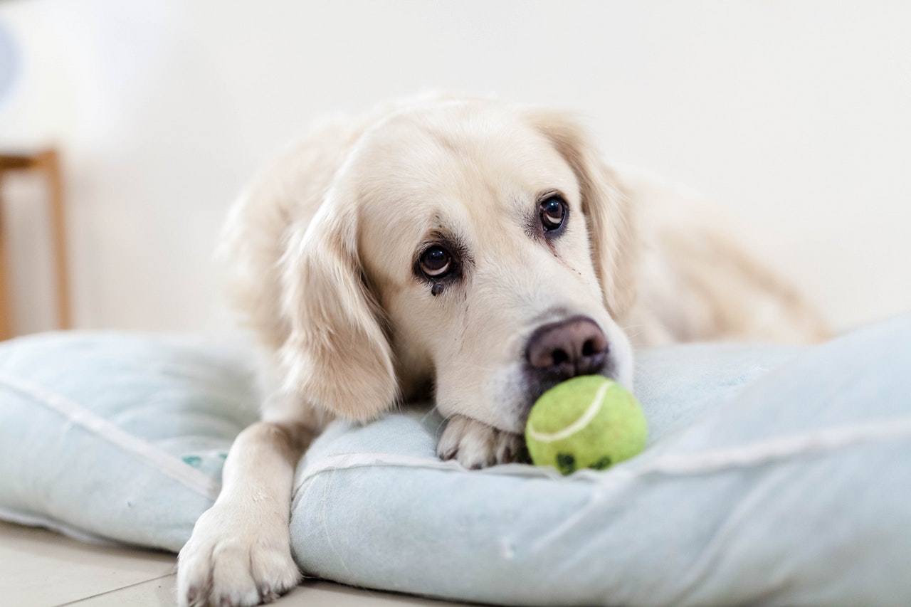 dog and tennis ball
