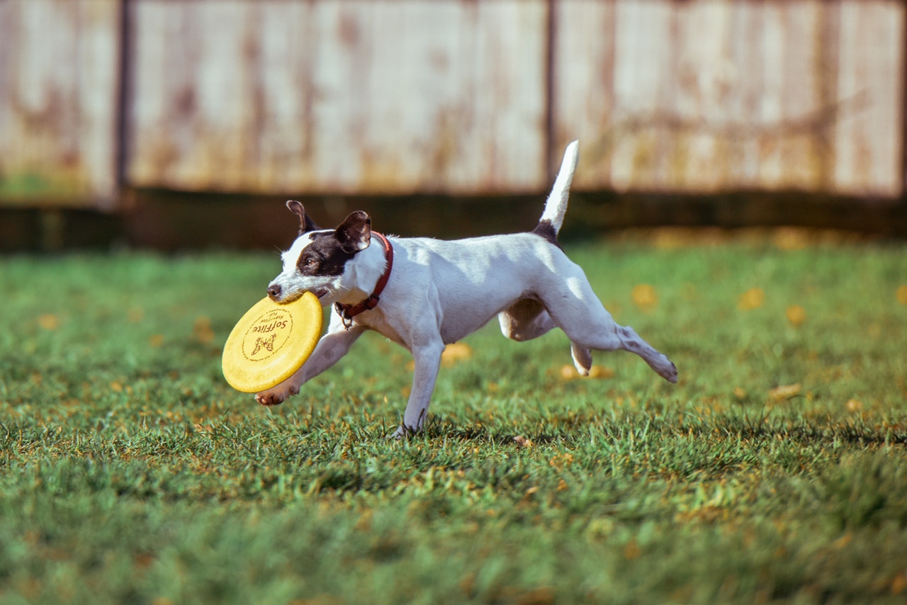 dog fetching frisbee