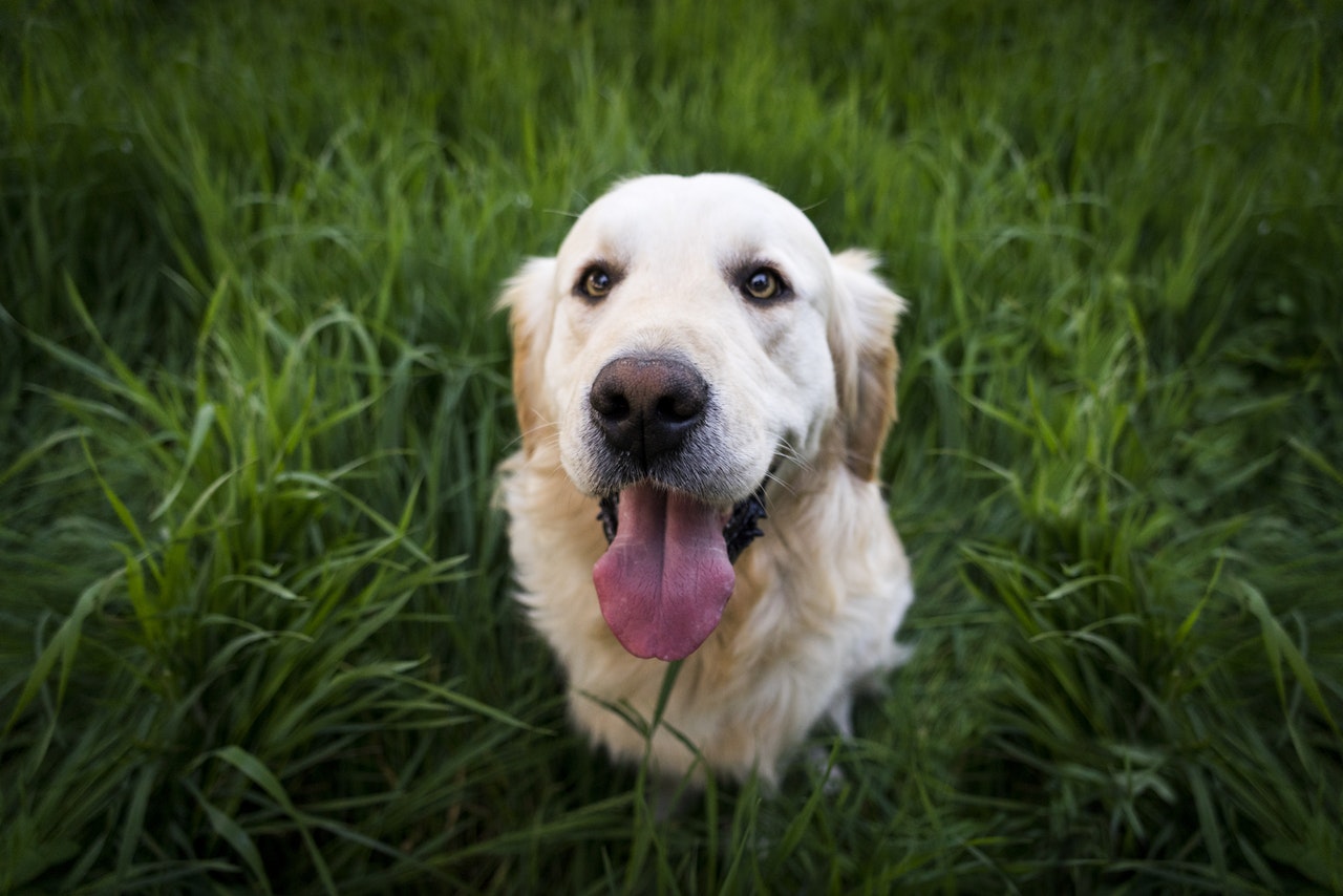 dog green grass