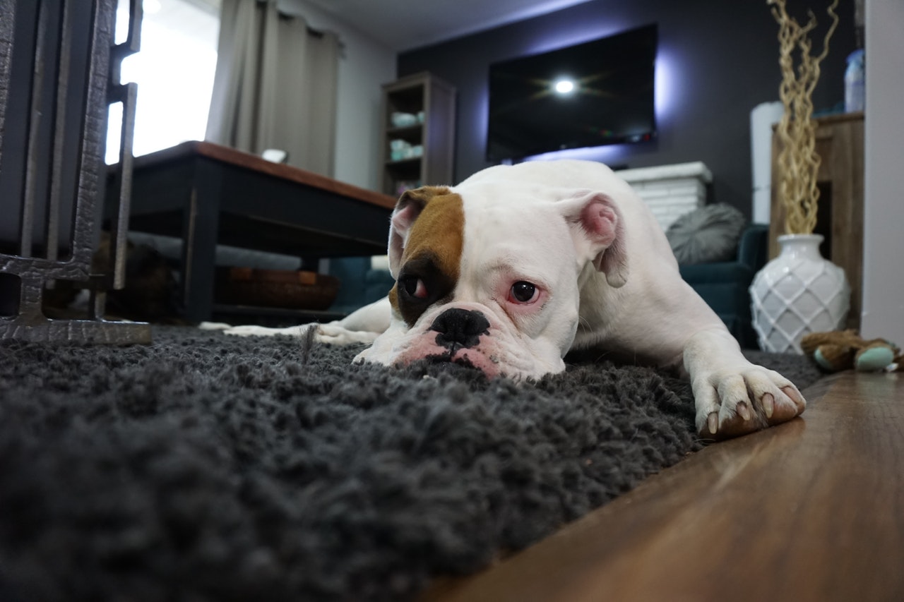 dog sad eyes