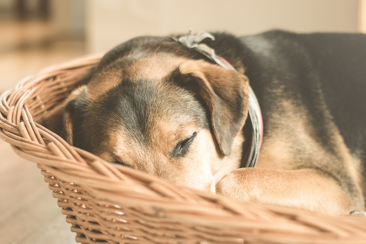 dog sleeping basket