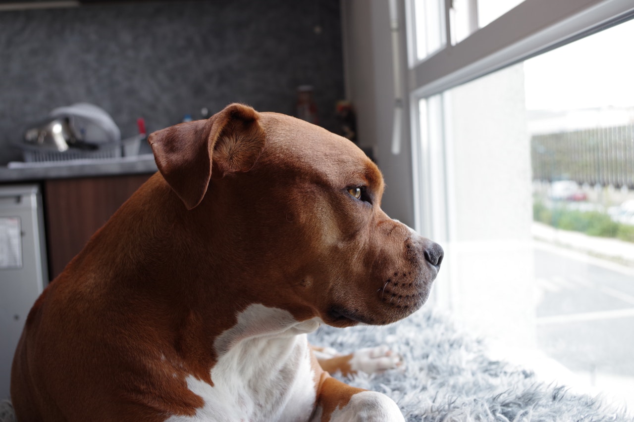dog waiting at home