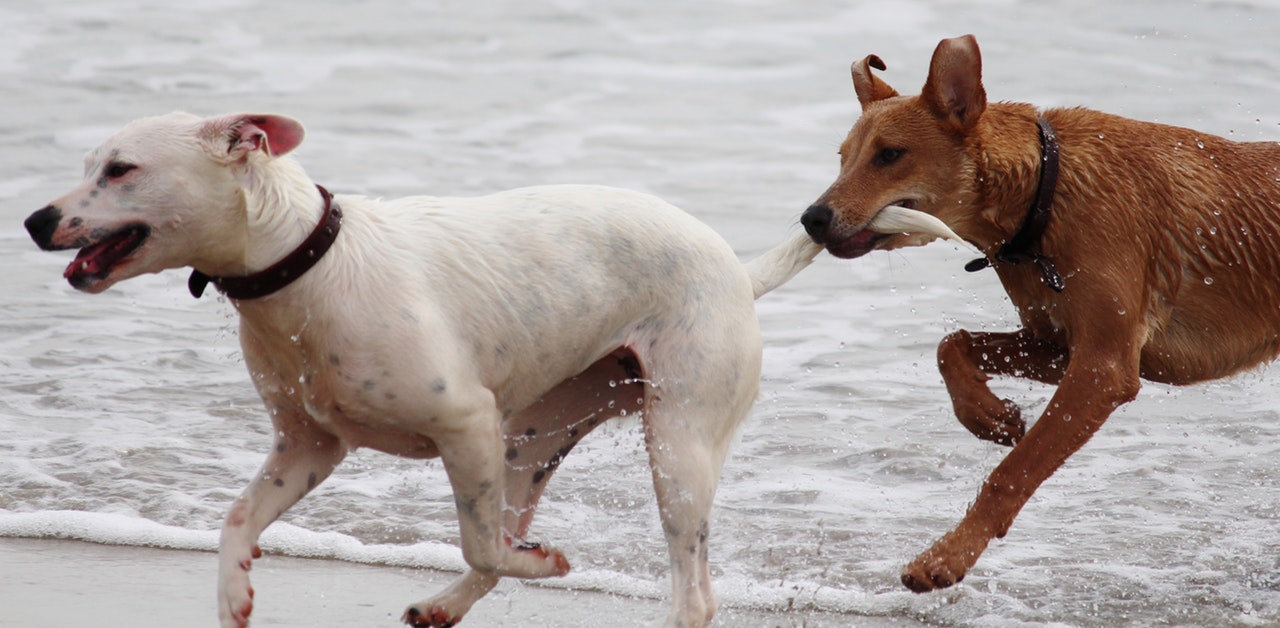 dogs playing tag