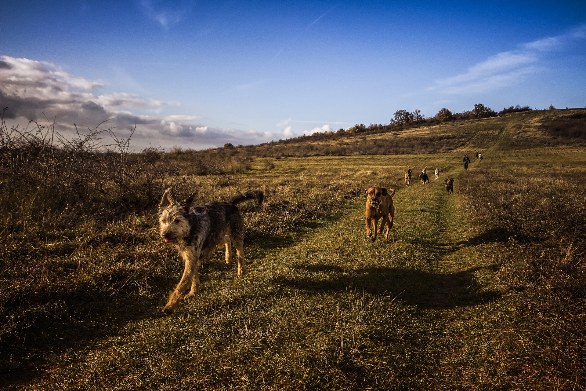dogs running field