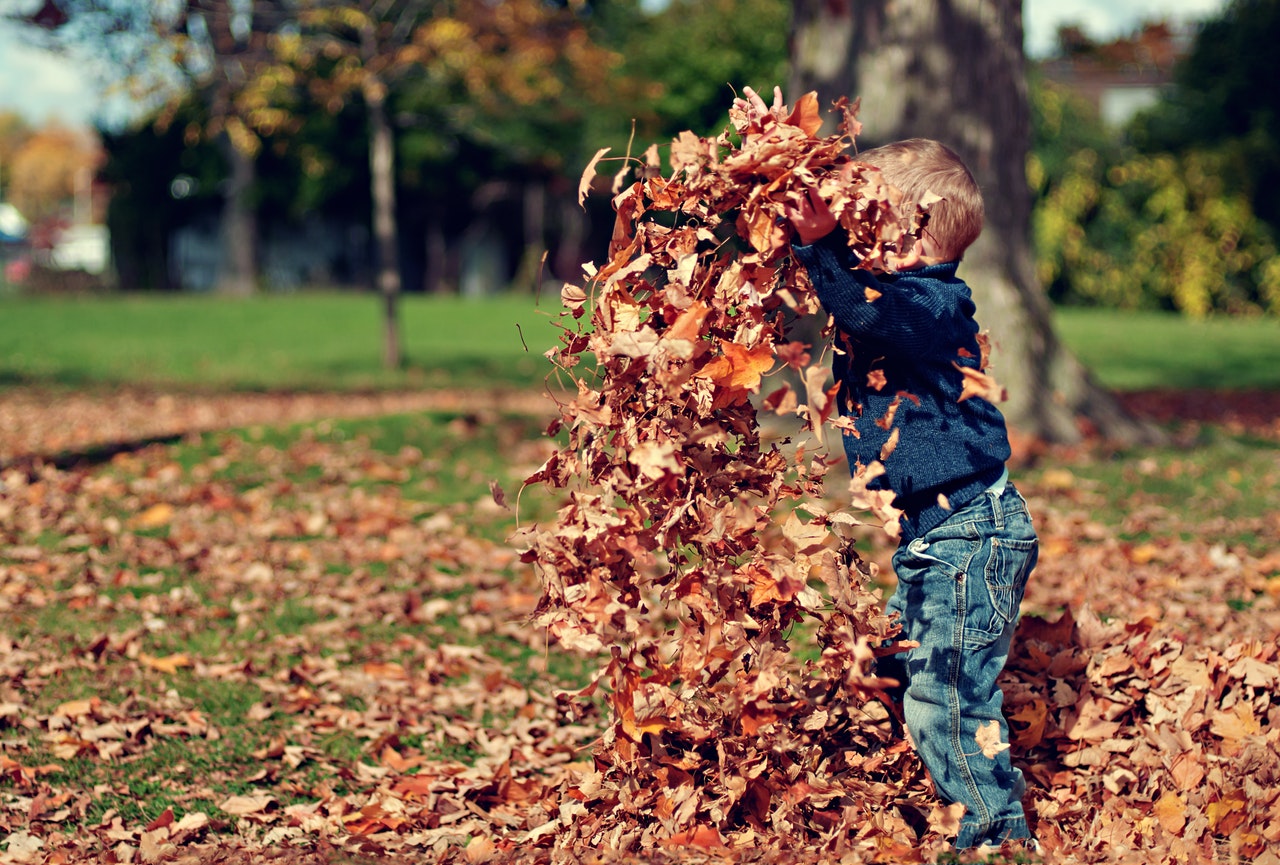 fall leaves