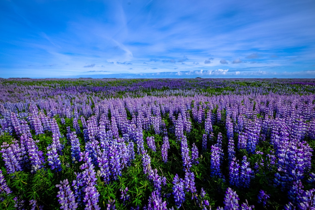 field of purple flowers