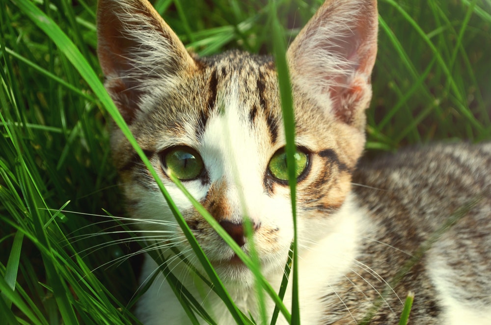 green eyed cat