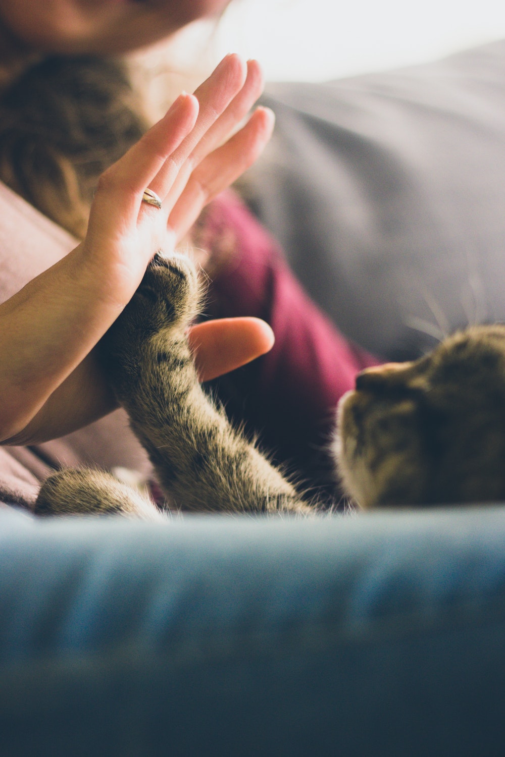 high five cat