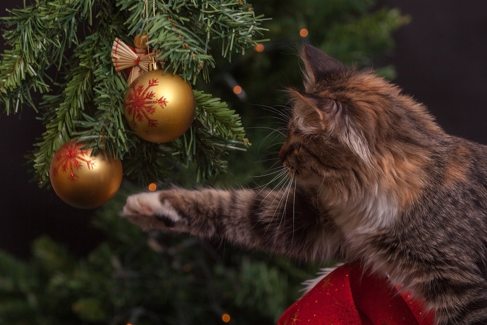 holiday cat