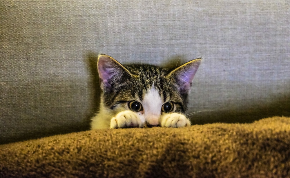 kitty couch