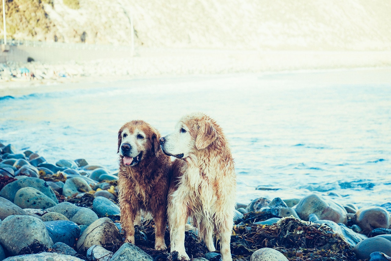 lake dogs