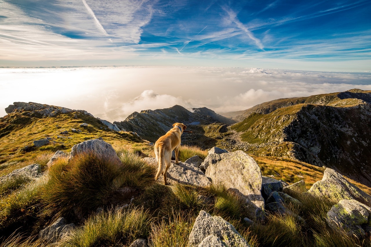 mountain dog