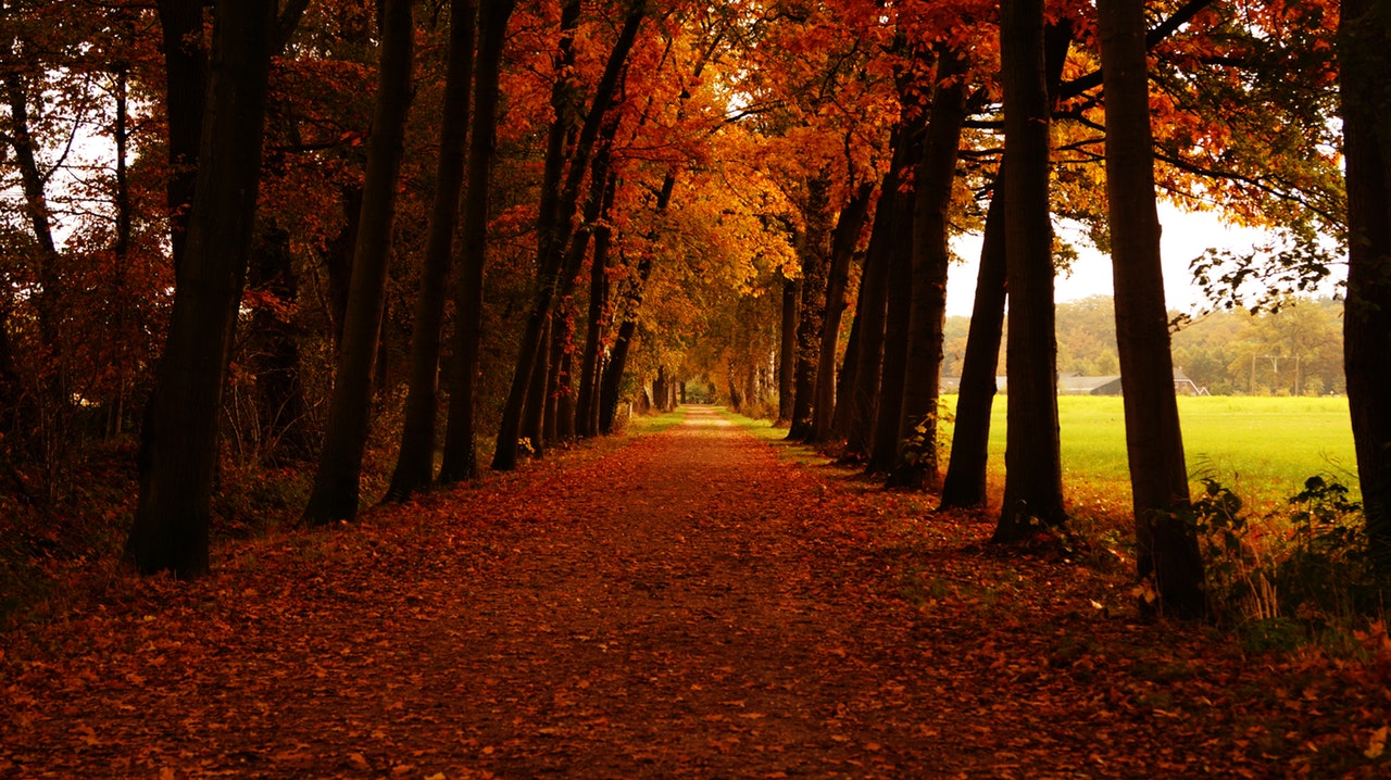 path through autumn trees