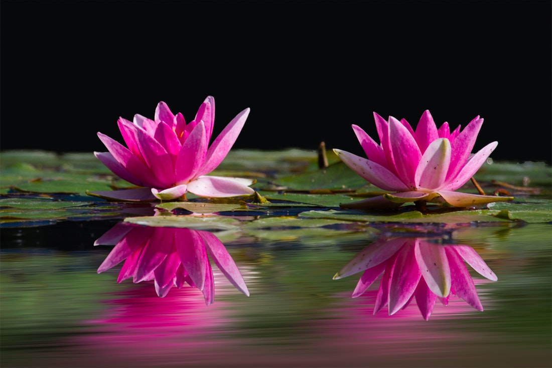 pink water lillies