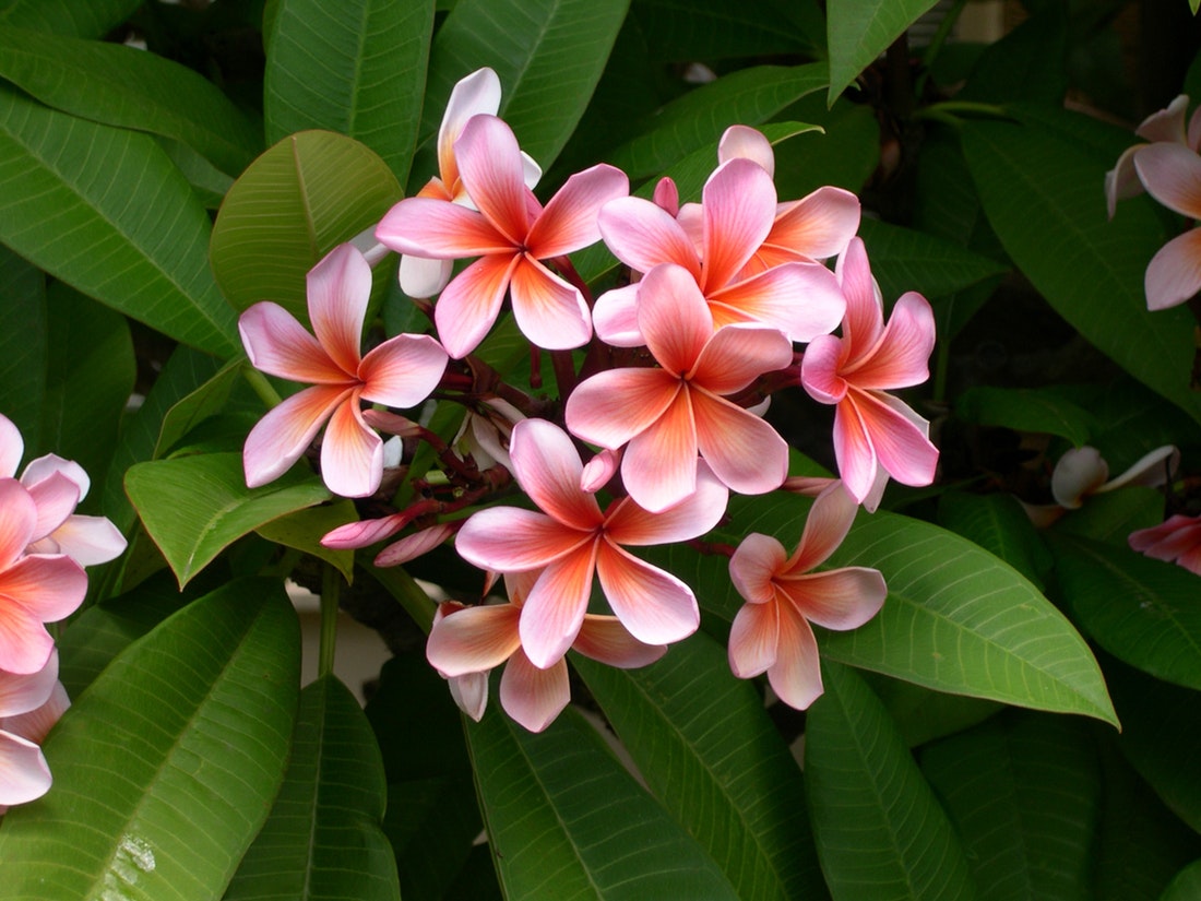 plumeria