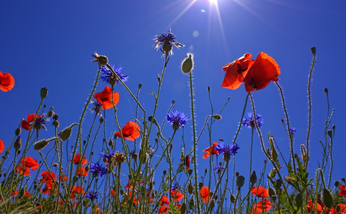 poppies