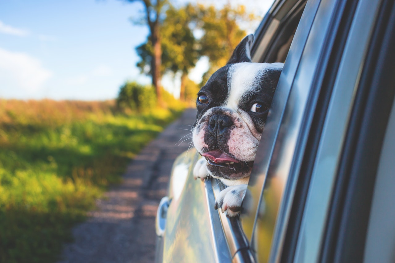 pug in car