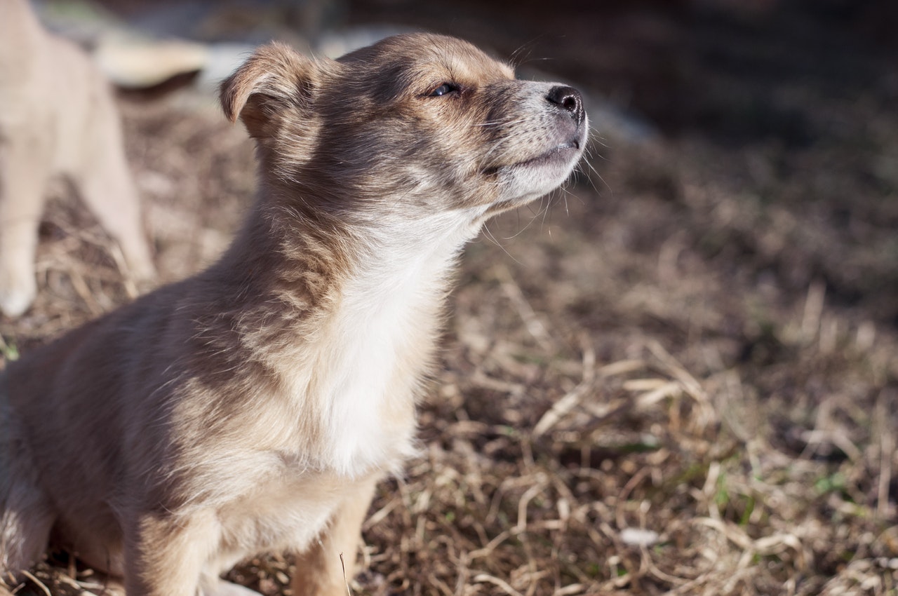 puppy
