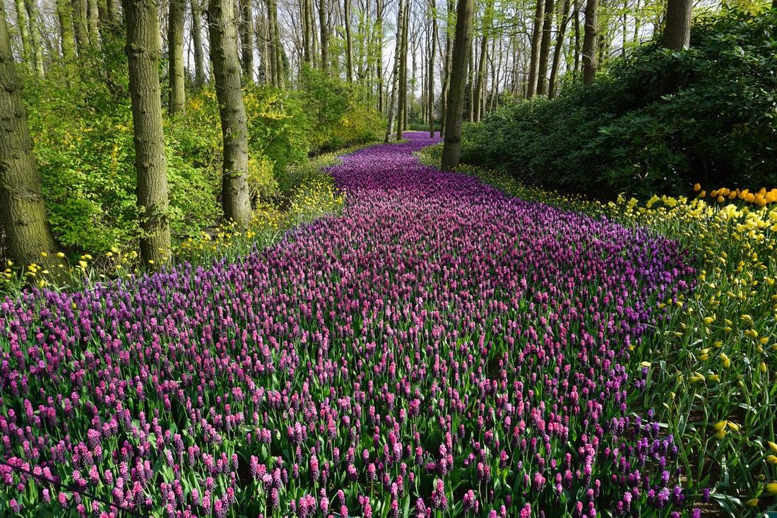 purple flowers