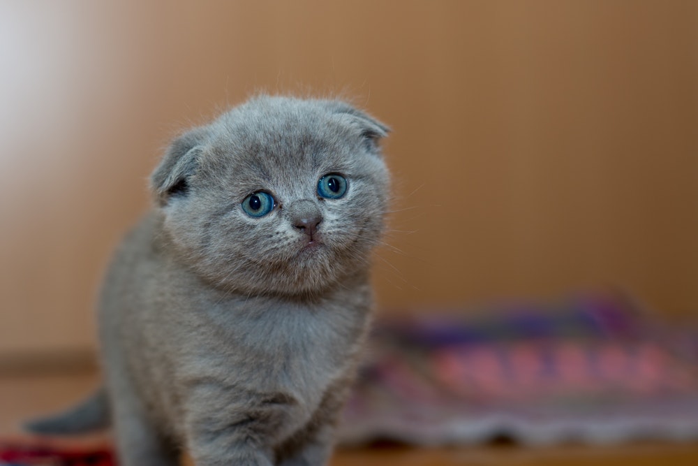 scottish fold kitten
