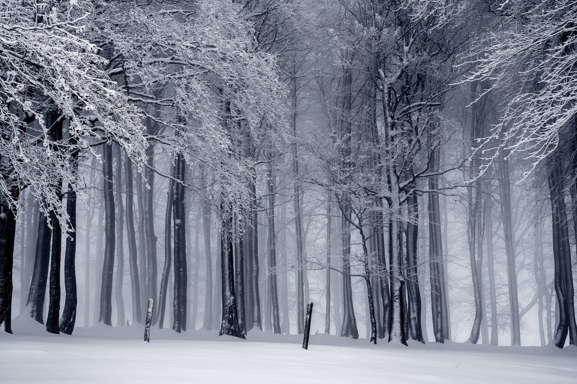 snowy forest