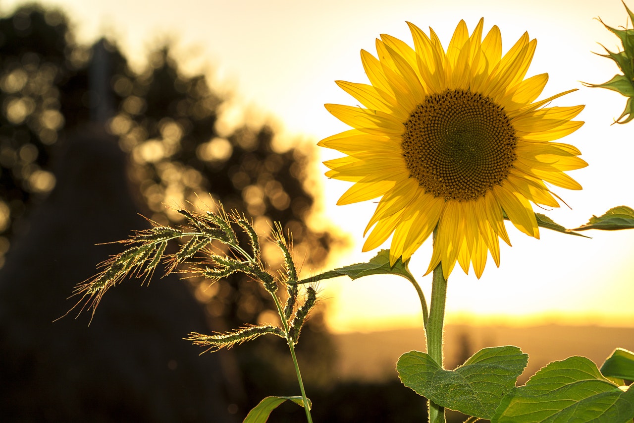 sunflower sunset