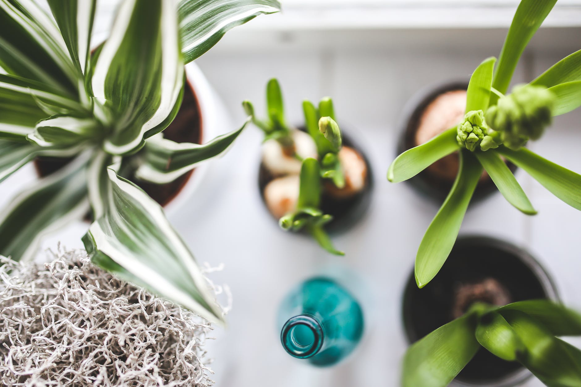 sunroom plants