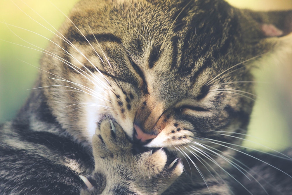 tabby cat