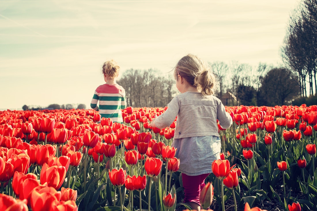 tulips