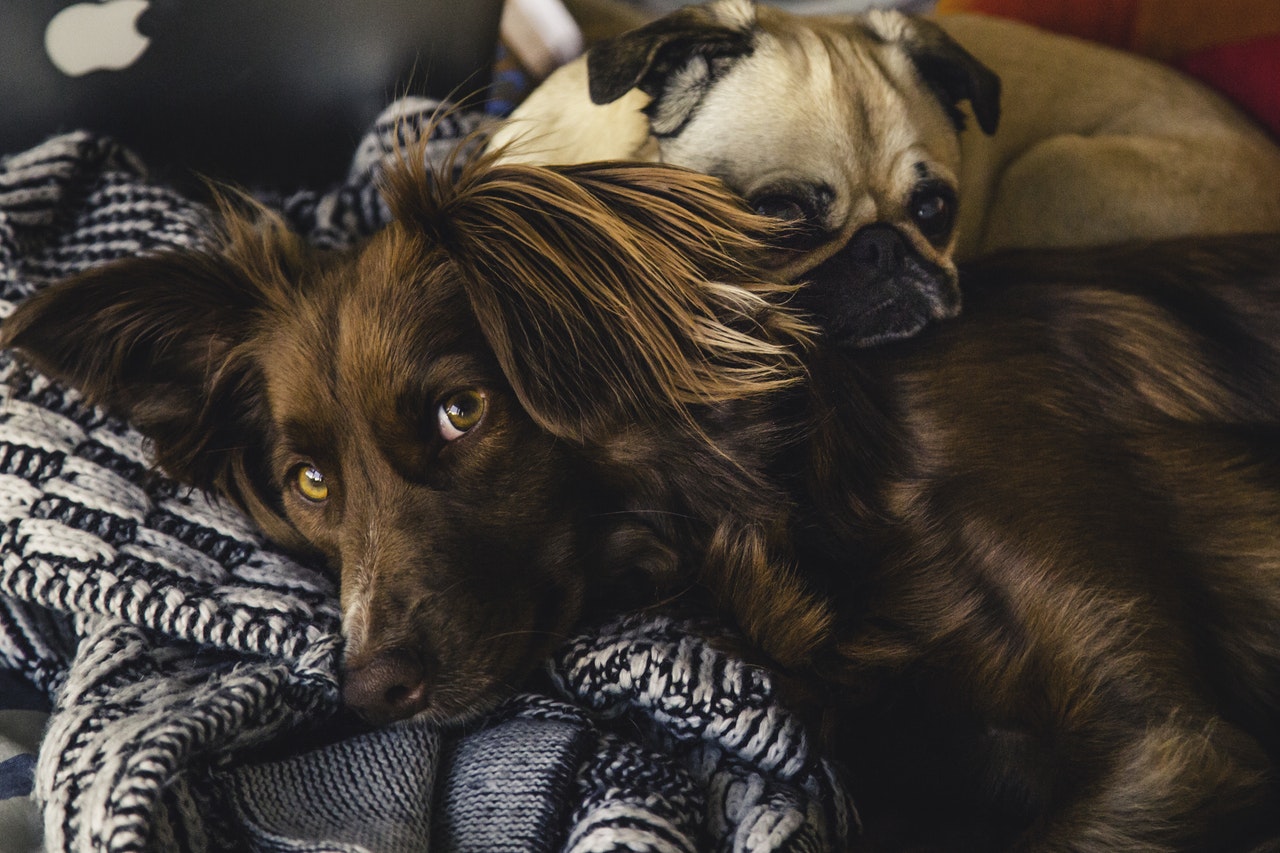 two pups cuddle