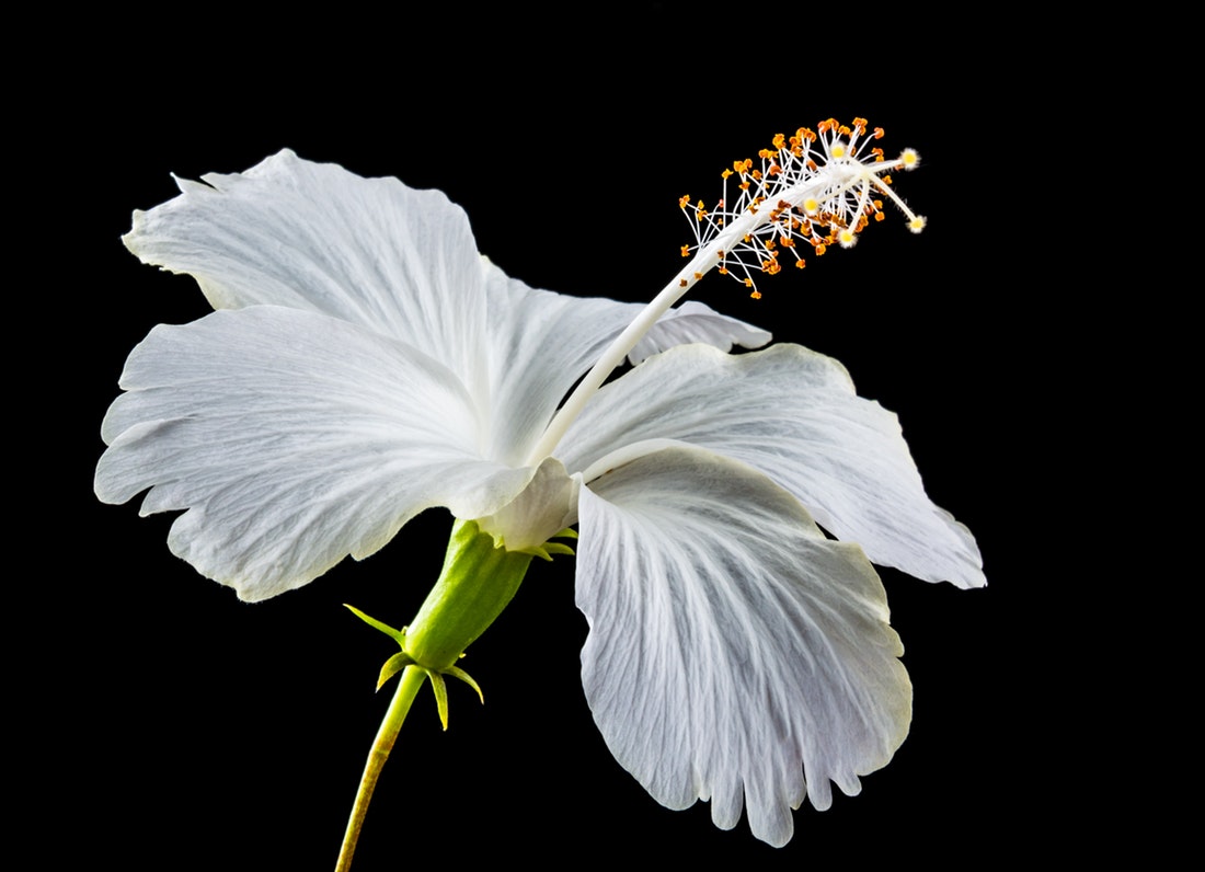 white flower