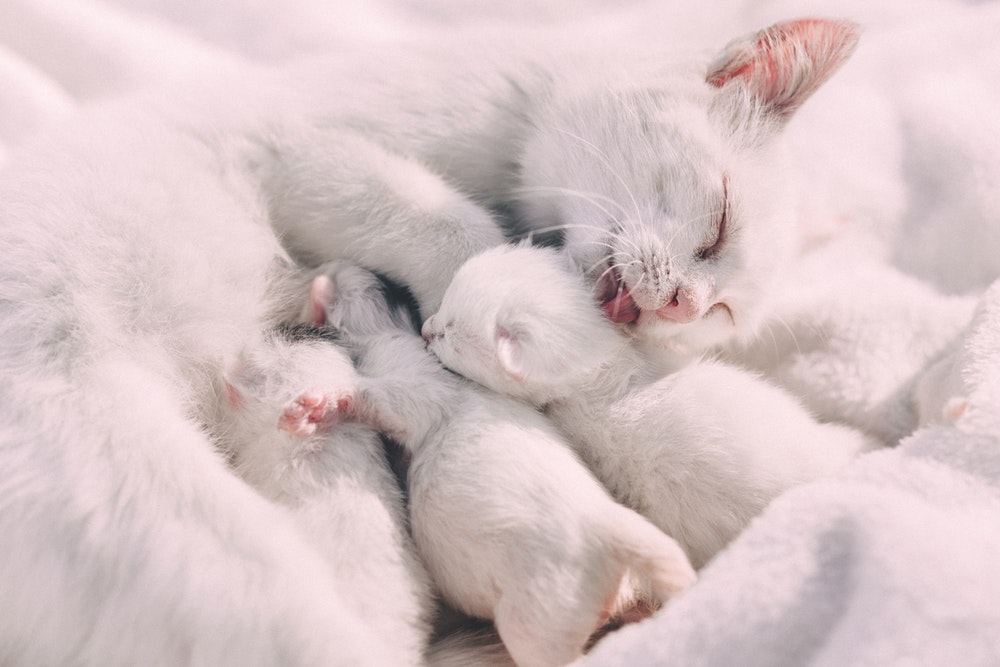 white kittens